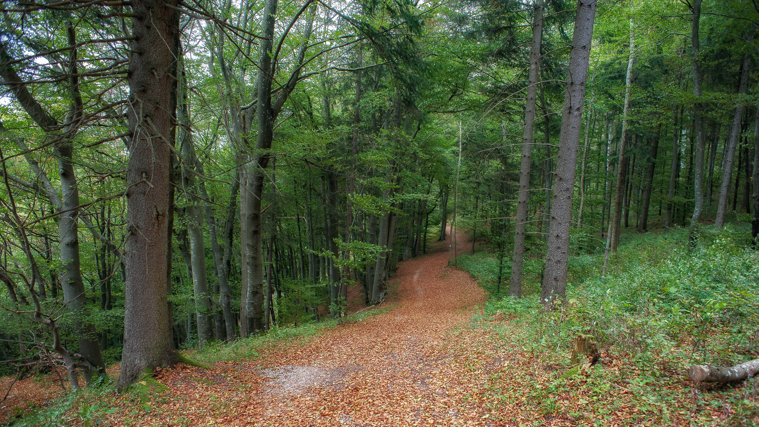 Бесплатное фото Лесная дорога усыпанная листвой