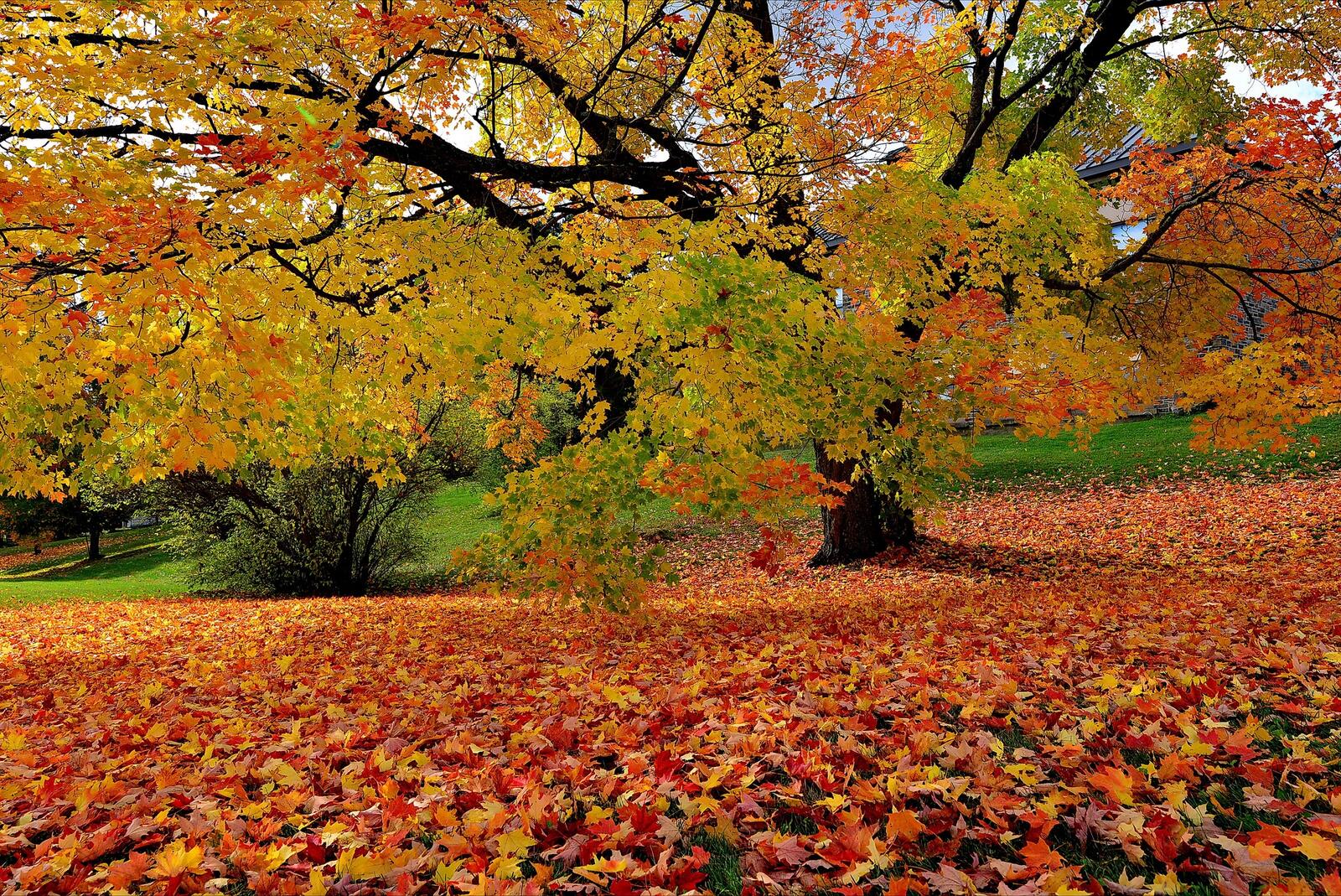 桌面上的壁纸园区 景观 秋色