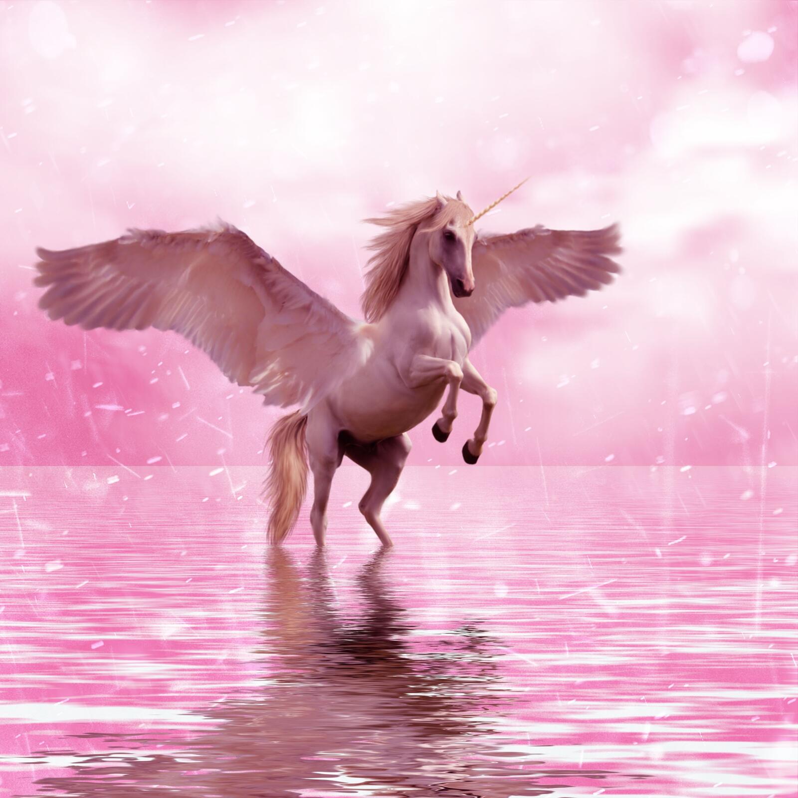 Wallpapers pegasus unicorn wings on the desktop