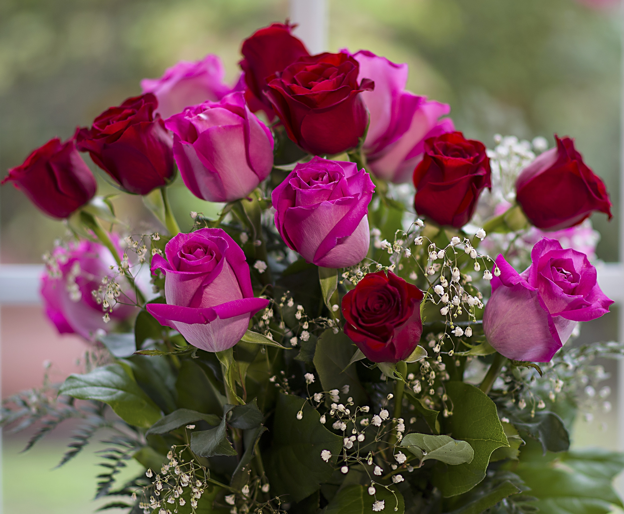 Photo free pink roses, flowers, red roses