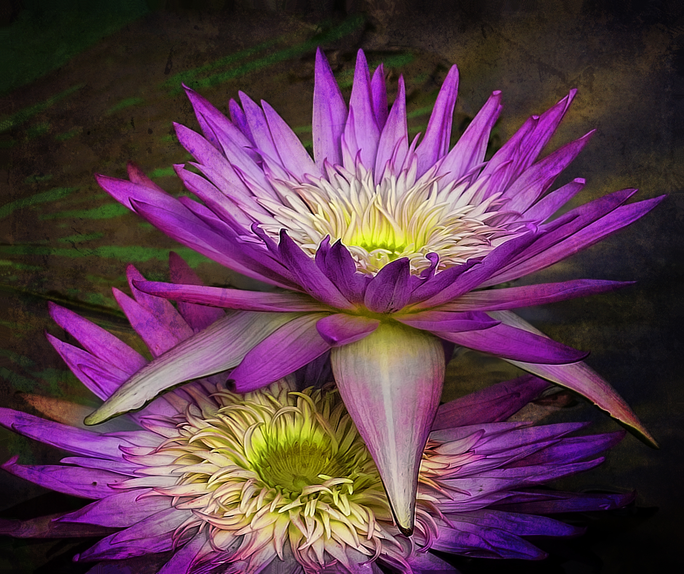 Free photo Pink water lilies