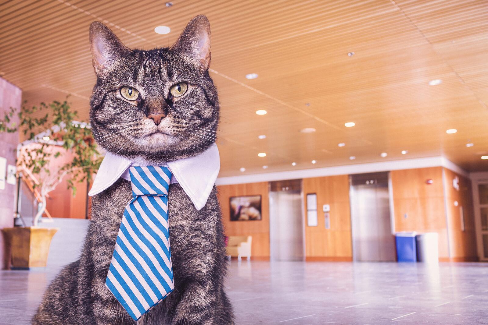 Обои кот галстук бизнесмен на рабочий стол
