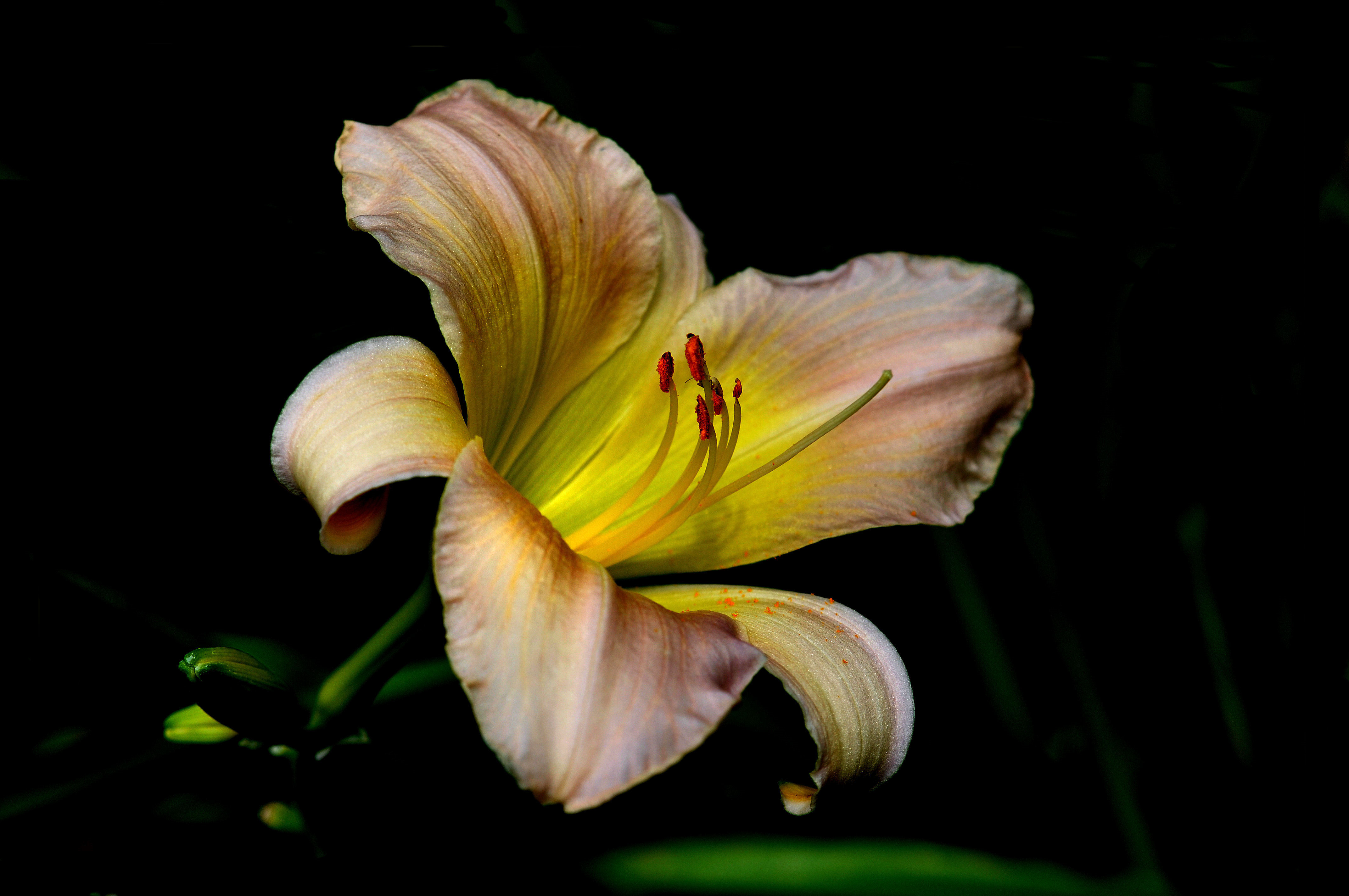 Фото бесплатно лилии, цветочная композиция, цветок