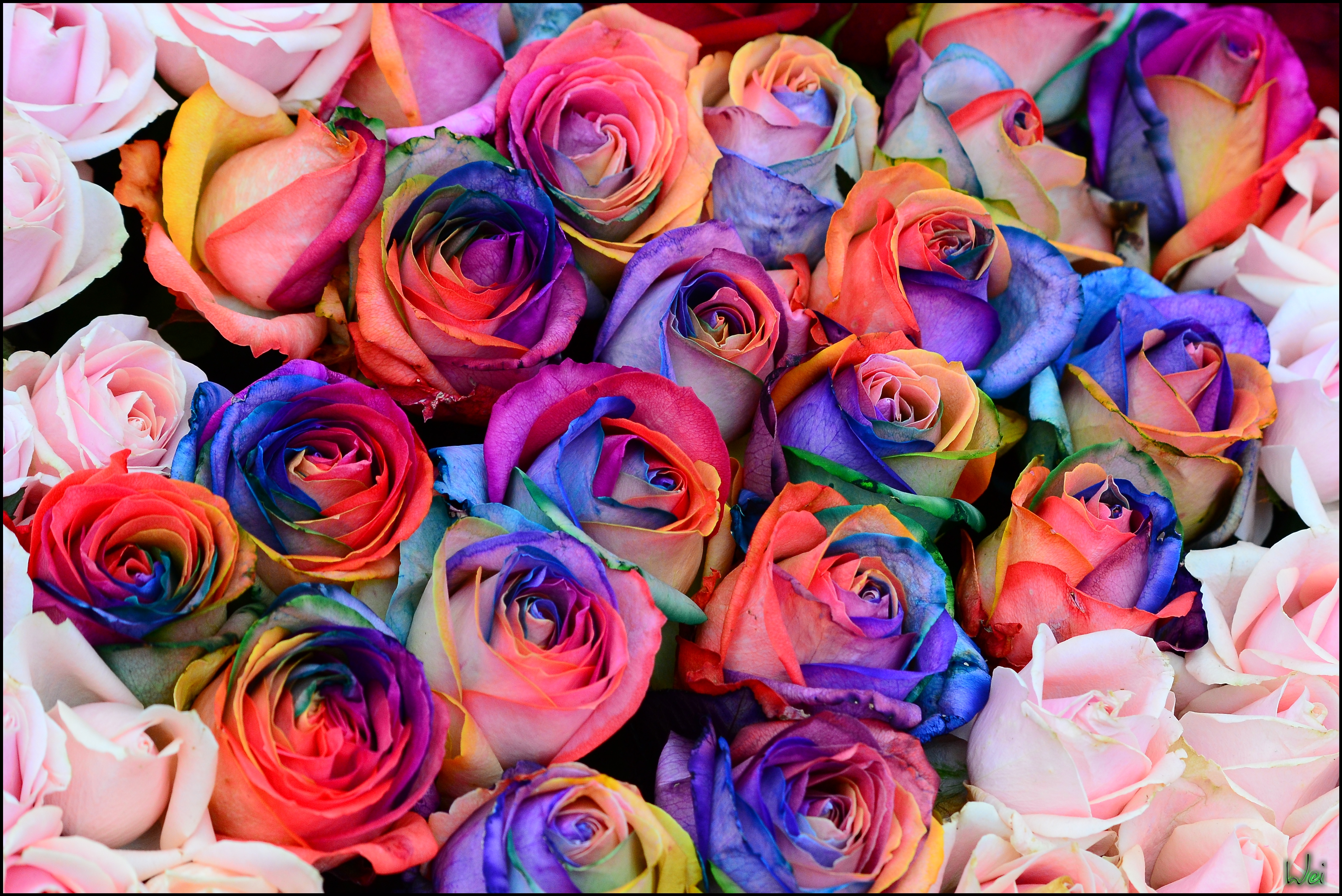Разноцветные розы фон