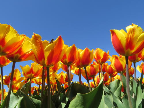 Желтые тюльпаны на фоне ясного неба