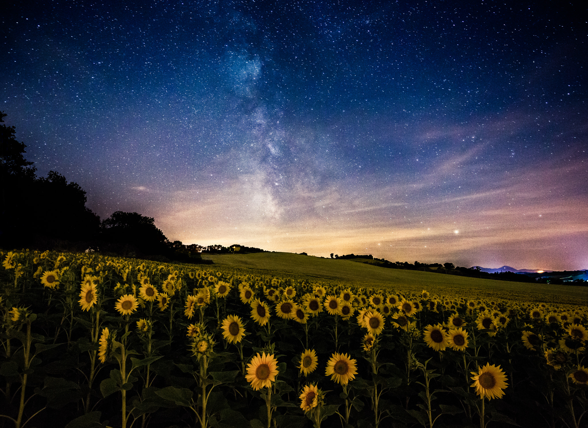Wallpapers the starry sky landscape sunflowers on the desktop