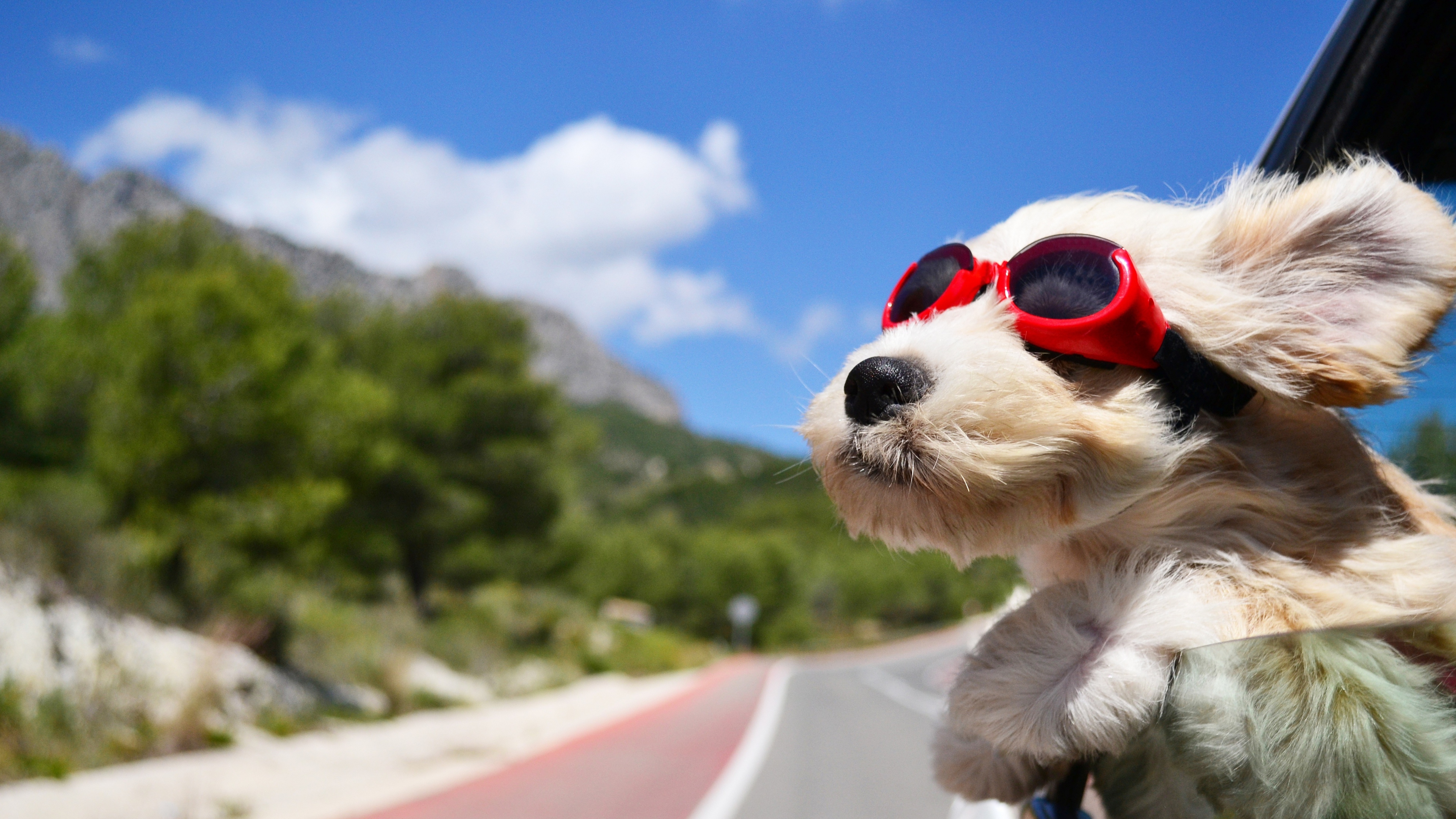 Photo free dog, glasses, animals