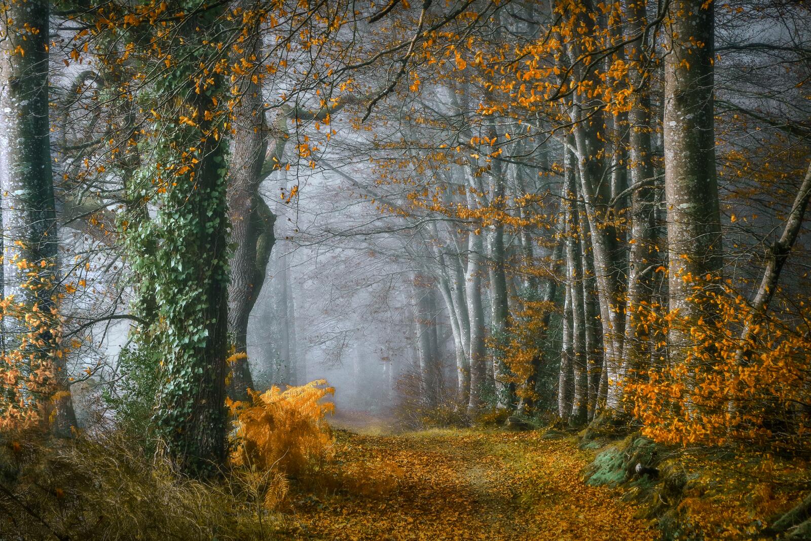 Wallpapers path autumn leaves forest on the desktop