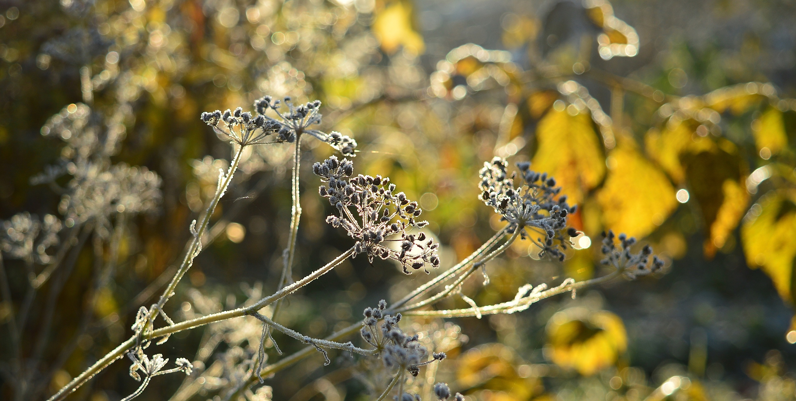 Сухие веточки цветка · бесплатное фото