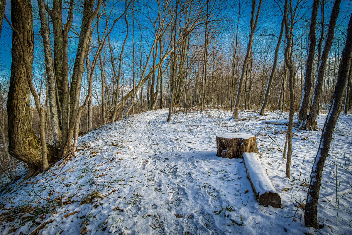 Old forest and winter path