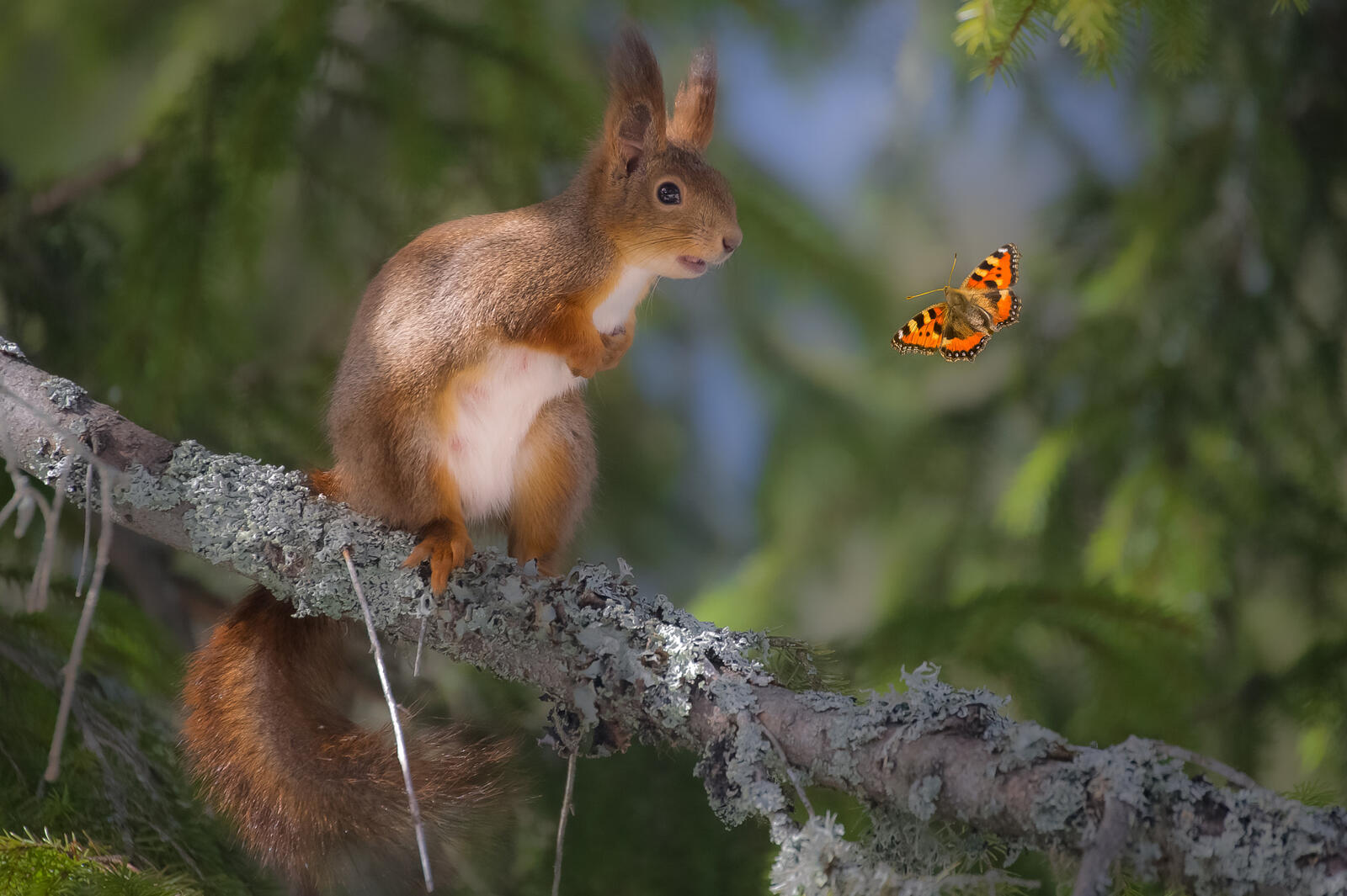 Wallpapers squirrel butterfly branch on the desktop