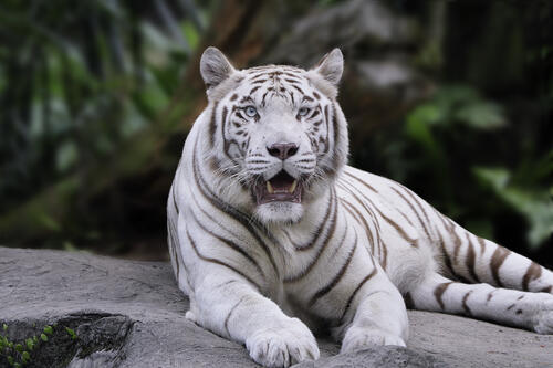 Белый тигр отдыхает на скале