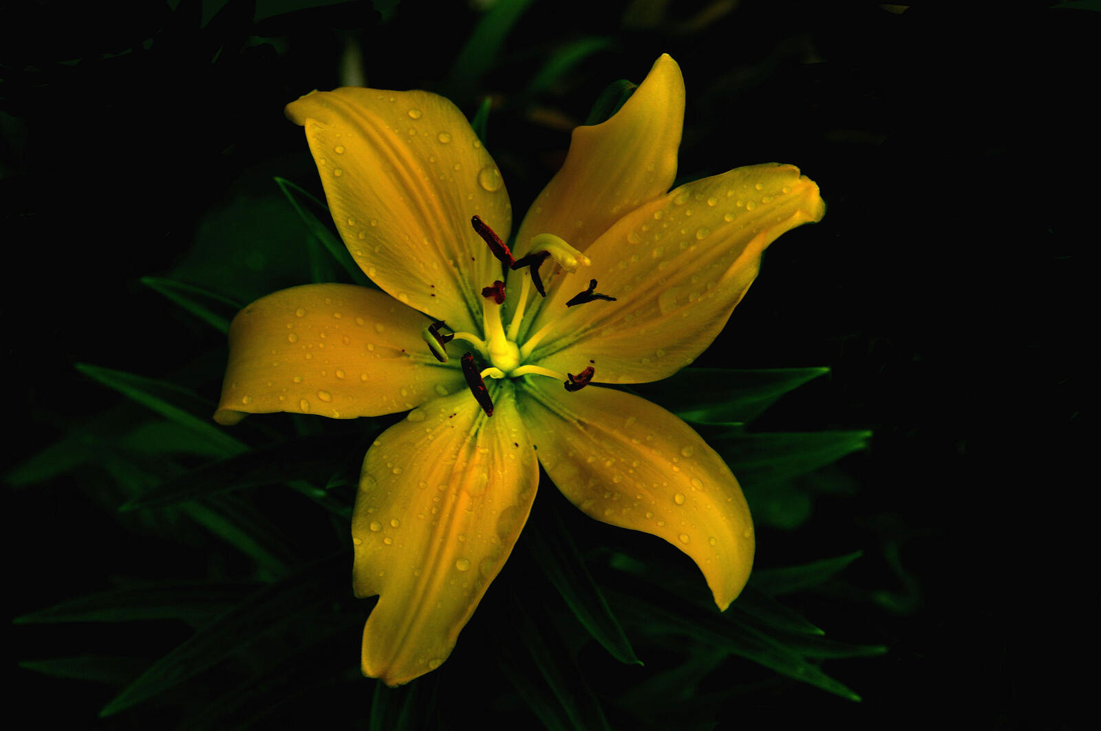 Обои лилия желтый цветок цветок на рабочий стол