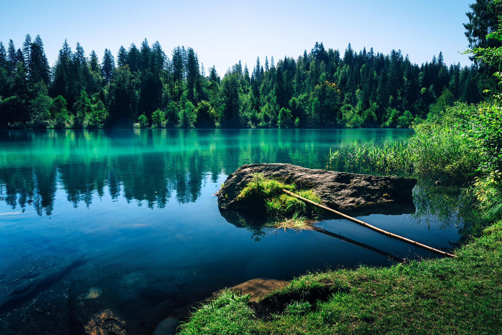 Большое зеленое озеро. У озера. Островок на озере. Зеленое озеро. Озеро в лесу.