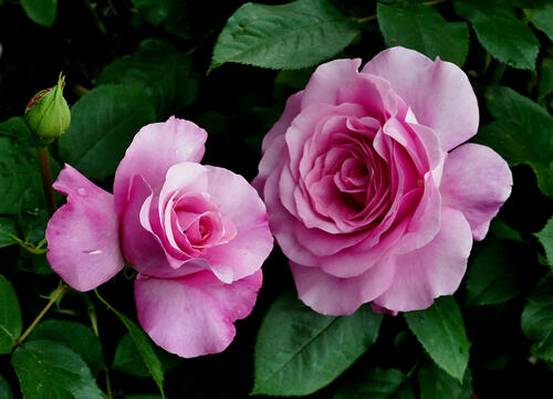 Rose - flora