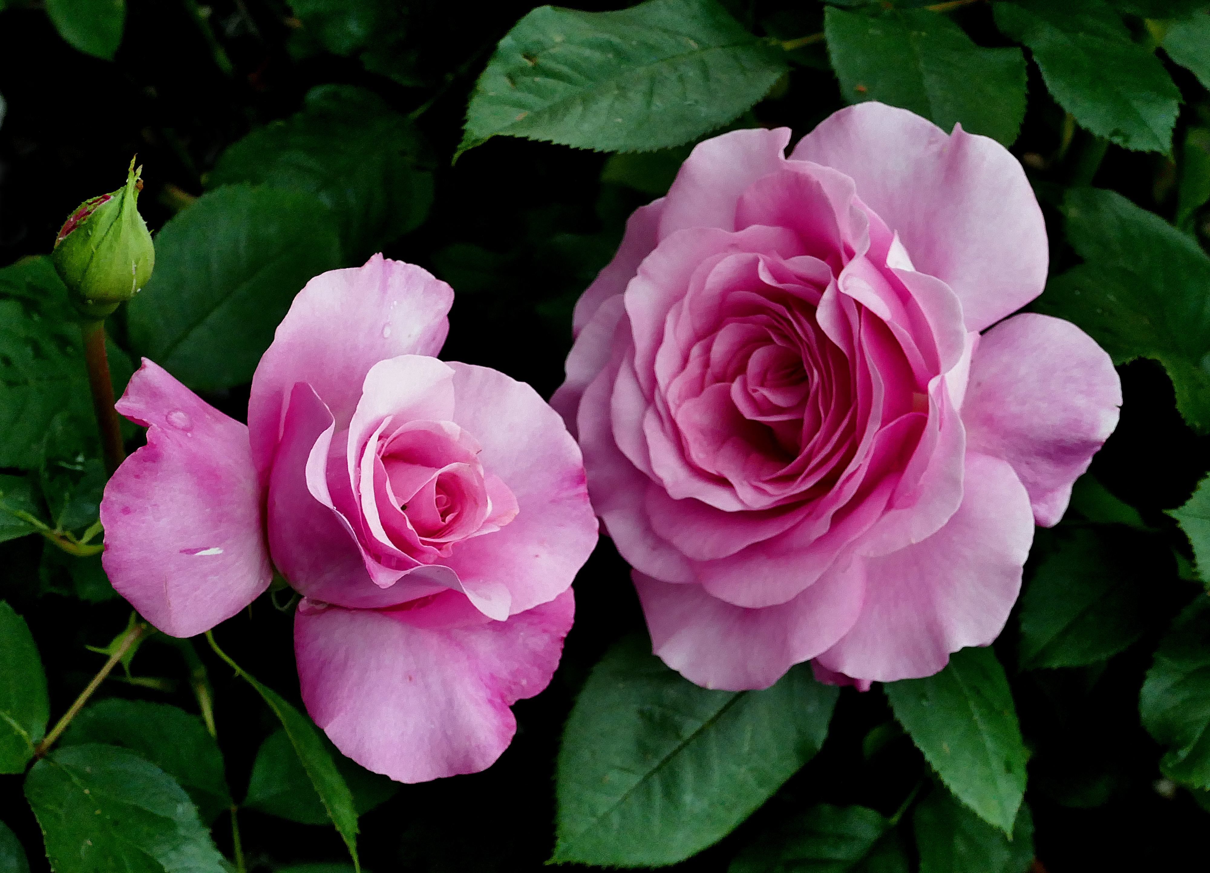 Бесплатное фото Роза - флора