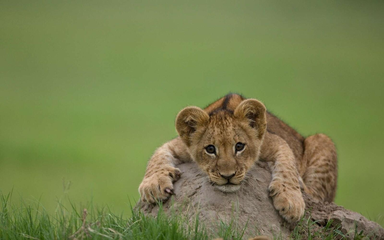 Wallpapers cats lion lion cub on the desktop