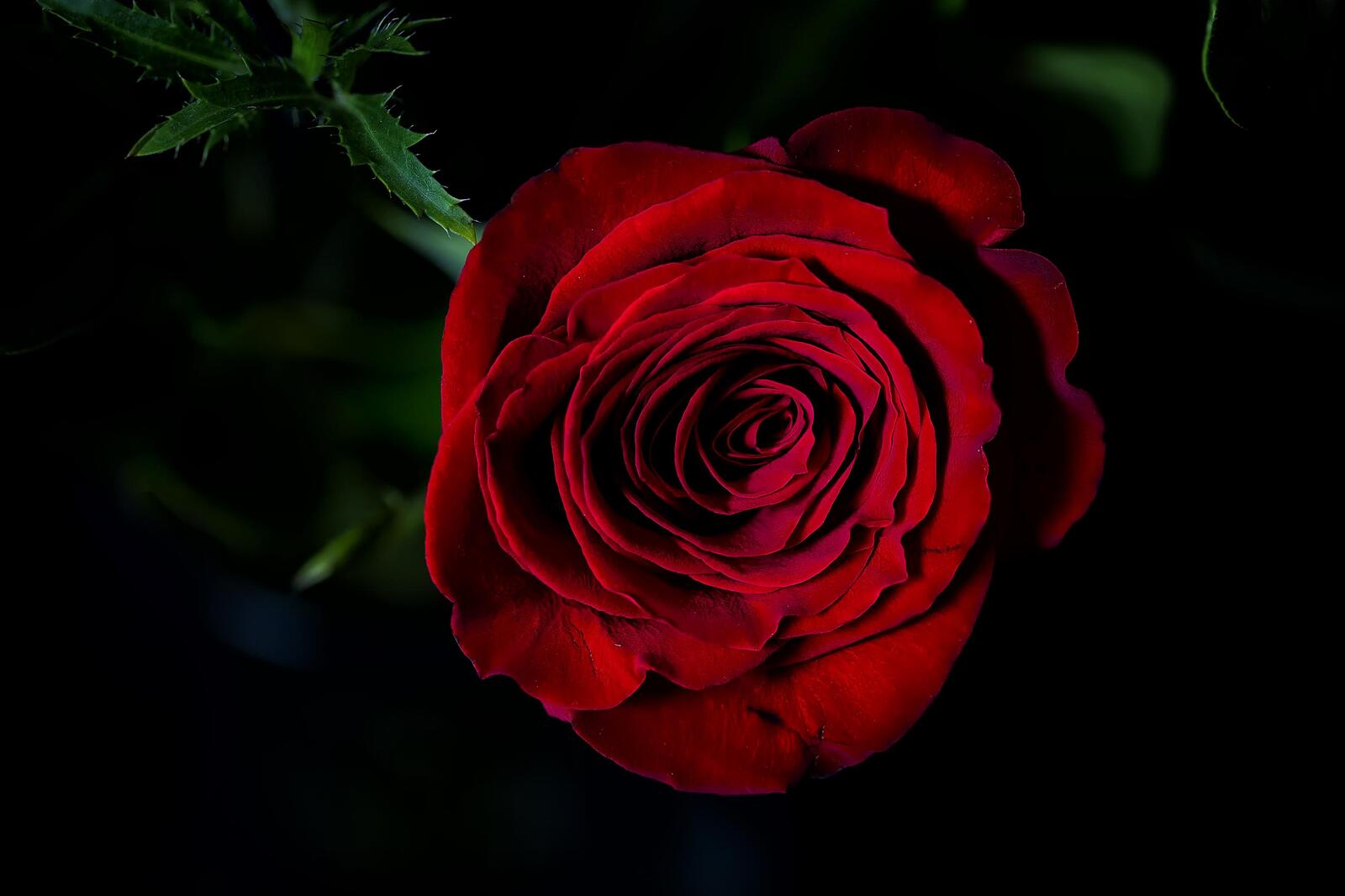 桌面上的壁纸孤芳 蔷薇 玫瑰