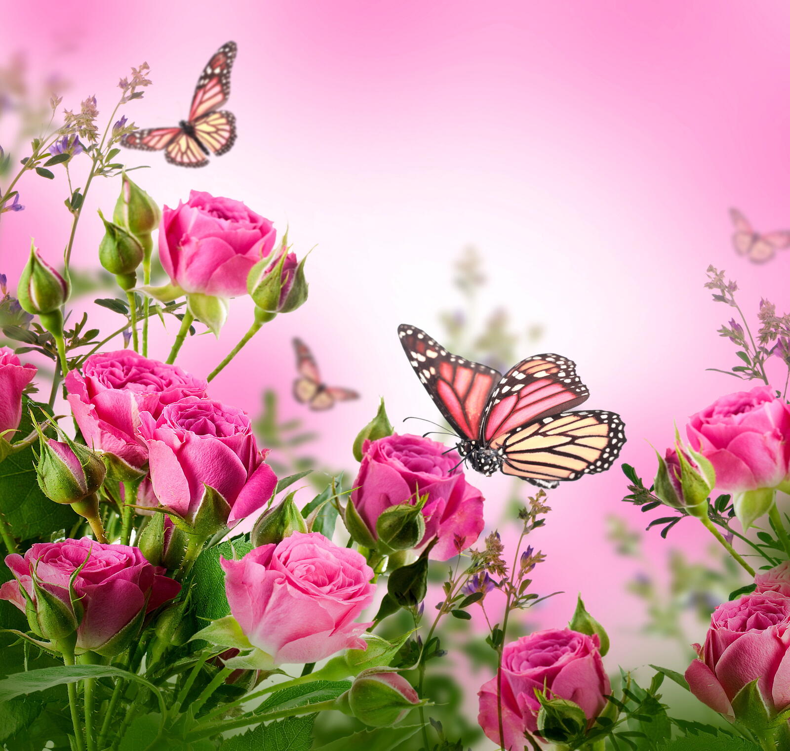 Wallpapers roses butterfly flowers on the desktop