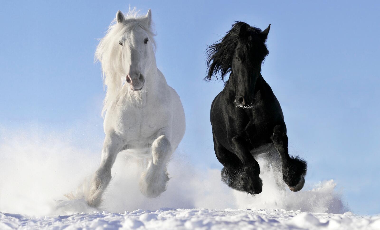 Обои лошадь лошади белый на рабочий стол