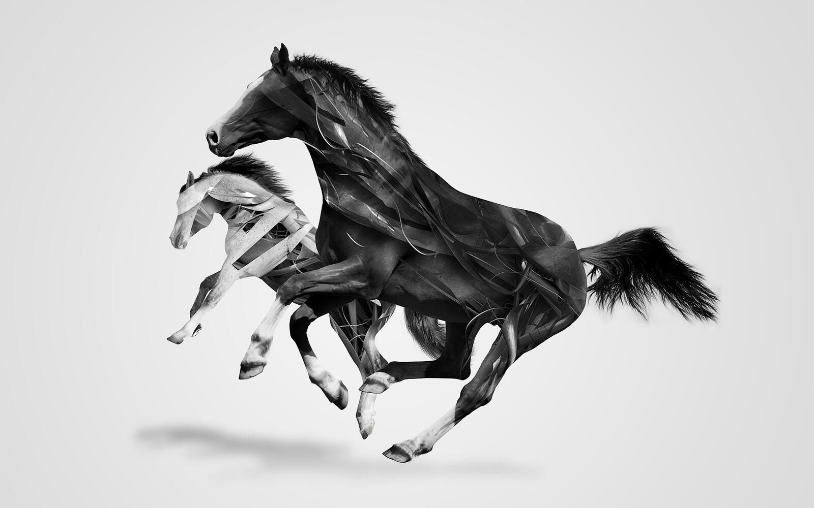 Обои лошади черный конь белый конь на рабочий стол
