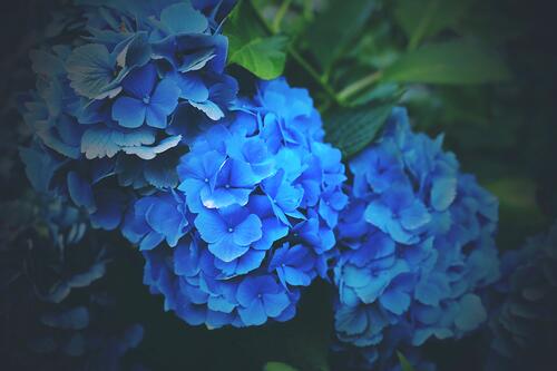 Flowers blue