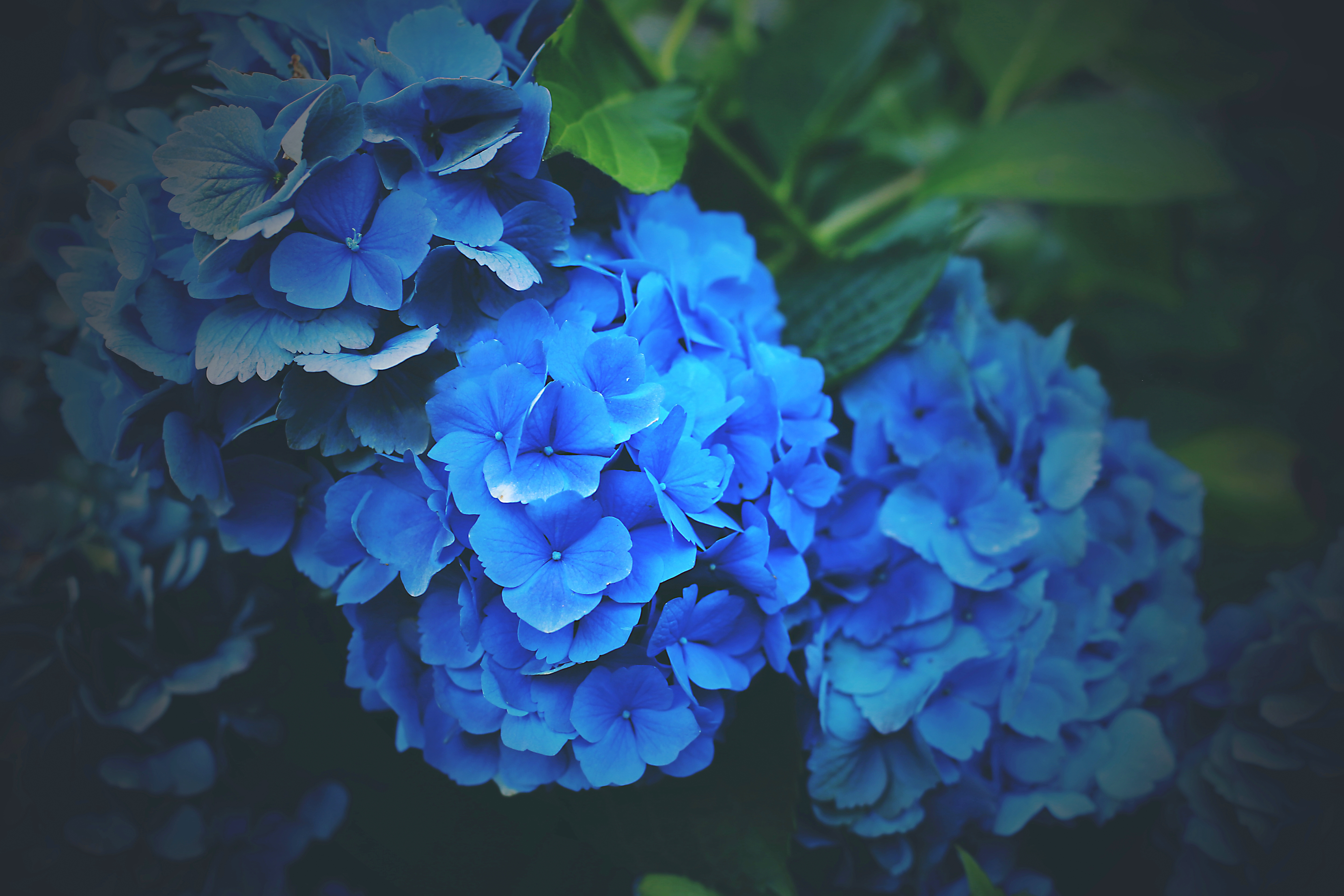 Бесплатное фото Цветы голубого цвета