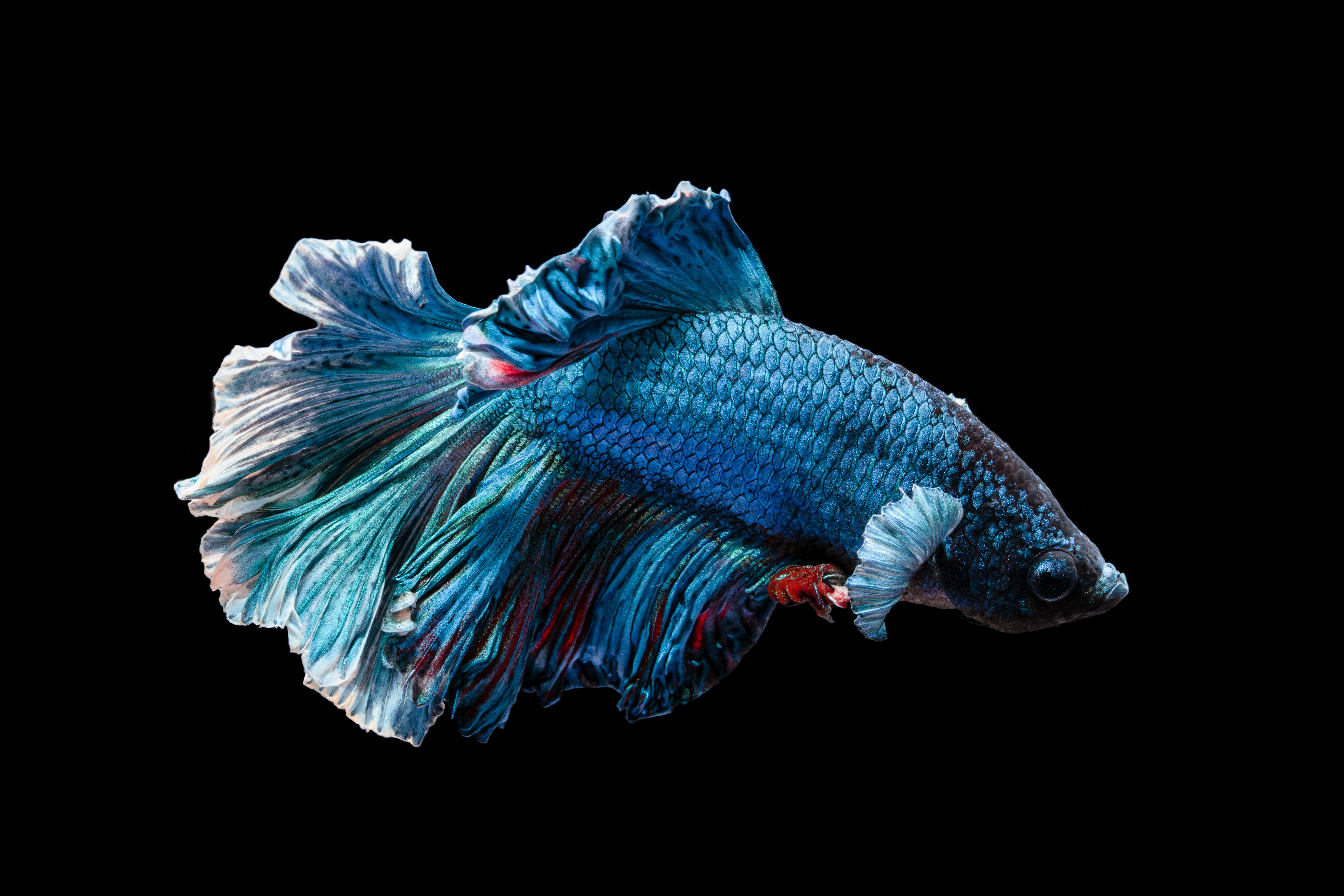 Фото бесплатно синий, рыба, крупный план