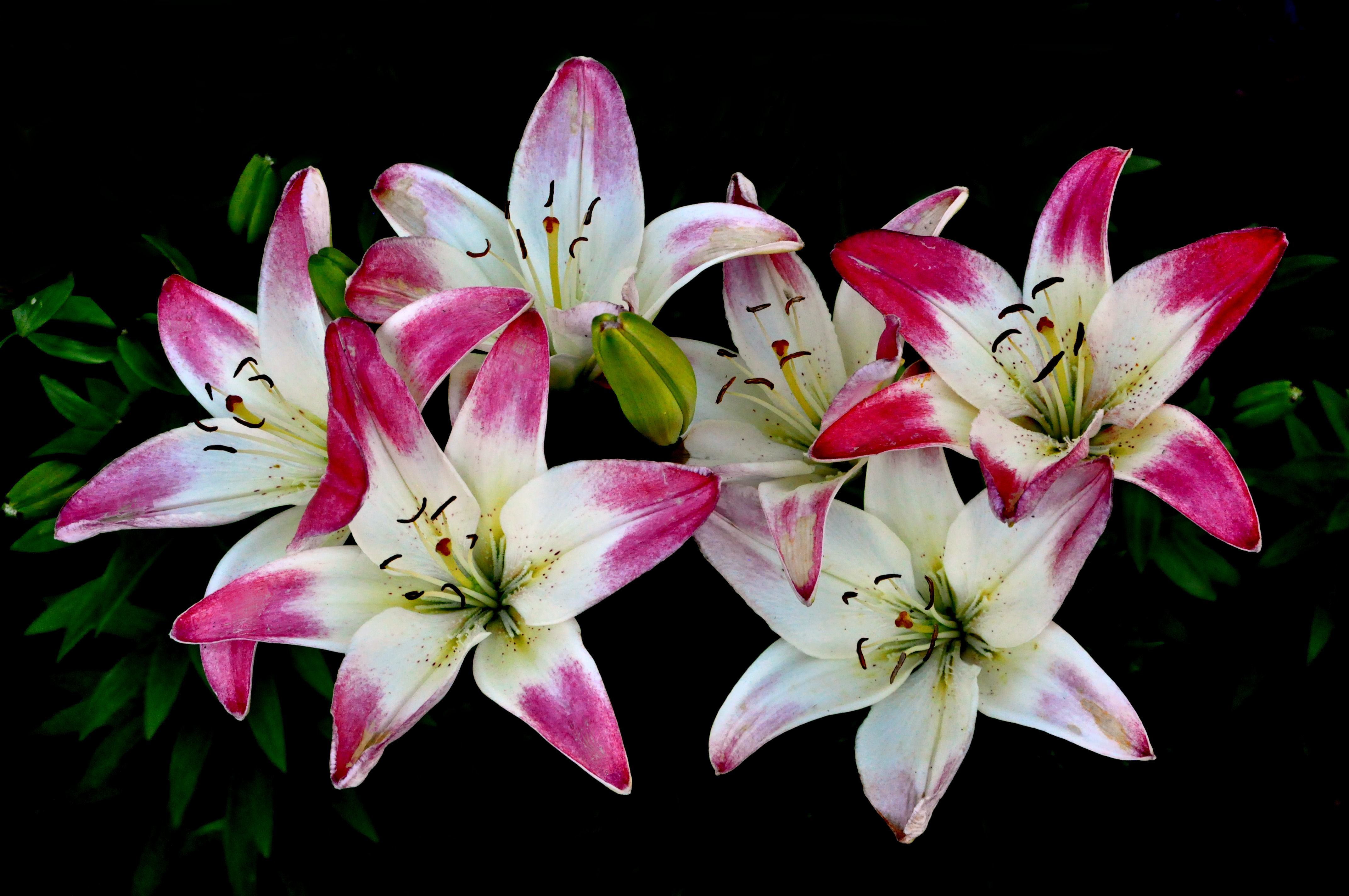 Wallpapers lilies bunch of flowers lilyt on the desktop