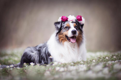 A dog with a wreath on his head