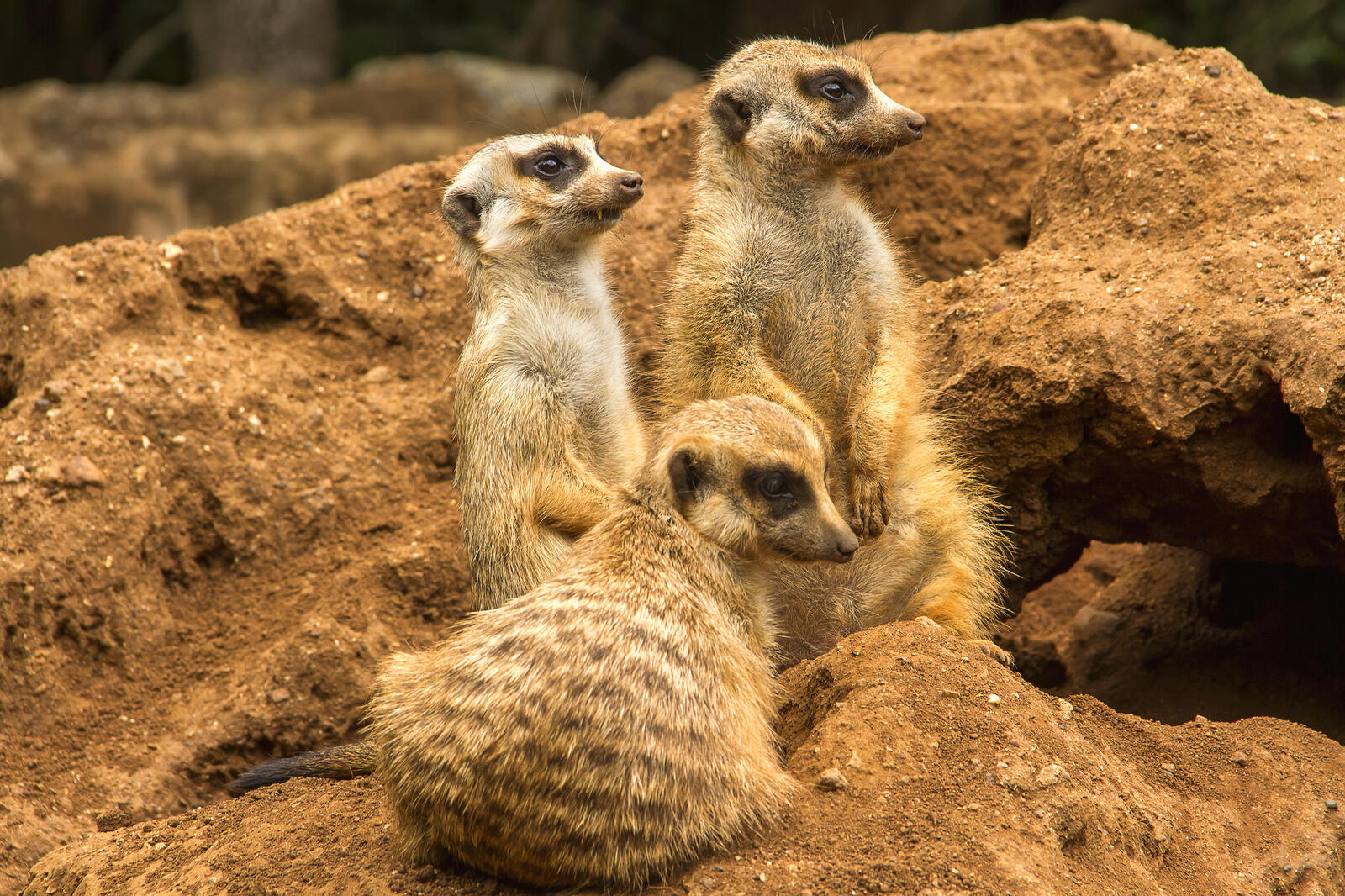 Free photo The world of meerkats