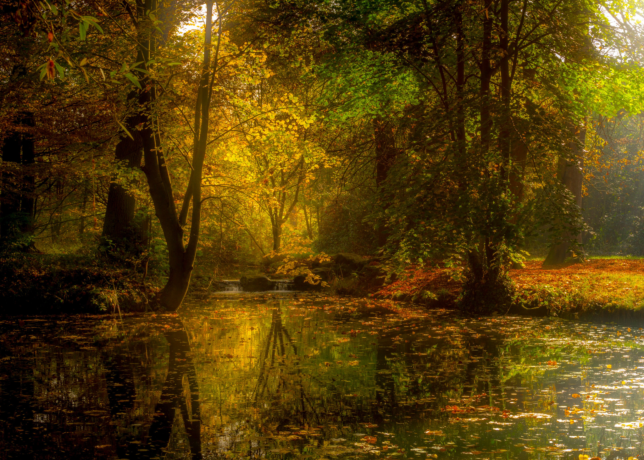 Фото бесплатно пейзаж, деревья, желтые листья