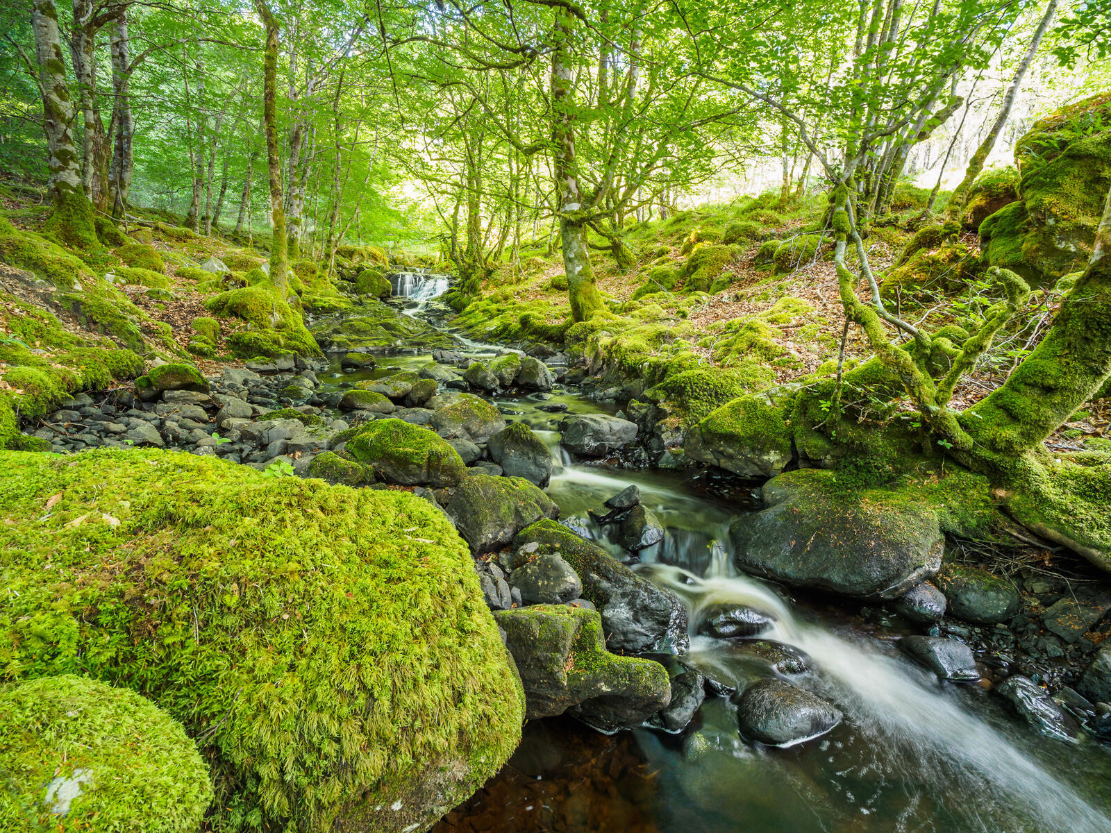 Wallpapers forest river moss on the desktop