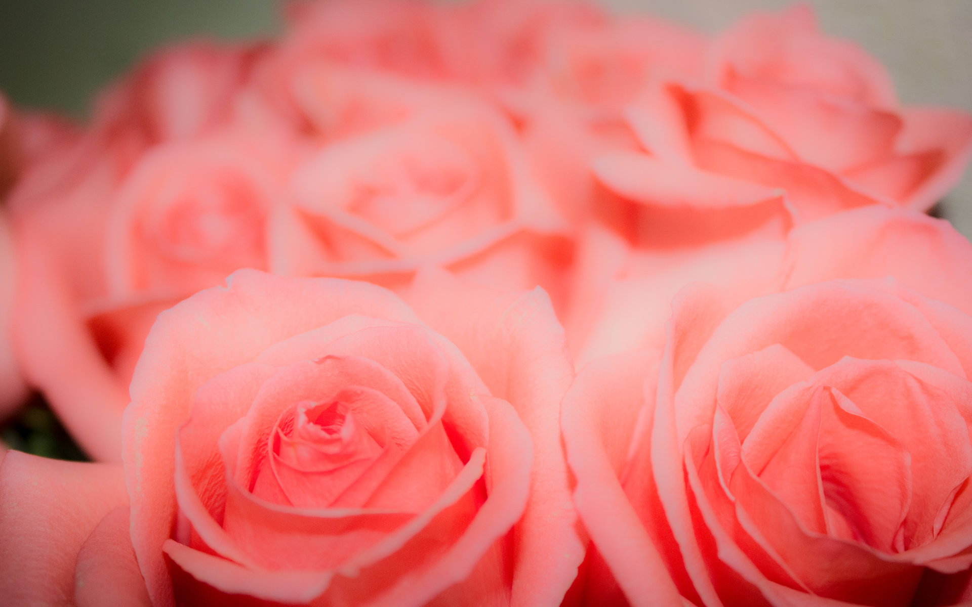 桌面上的壁纸繁花 粉红的花朵 玫瑰