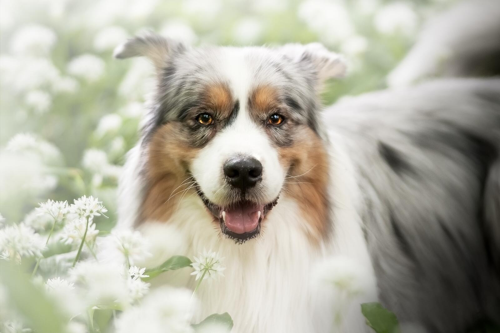 Wallpapers photograph Aussies dog on the desktop