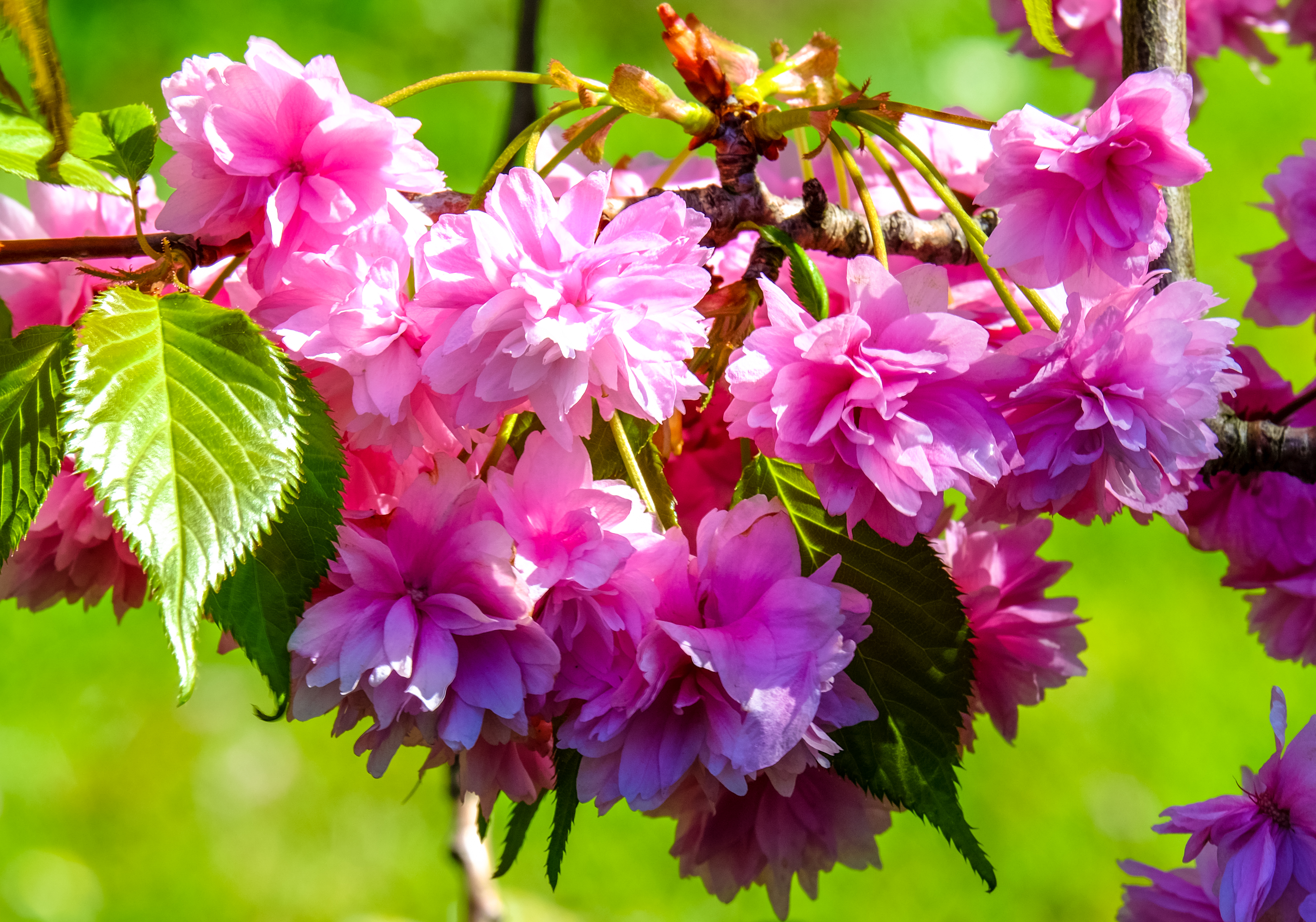 Обои цветущие ветви флора весна на рабочий стол