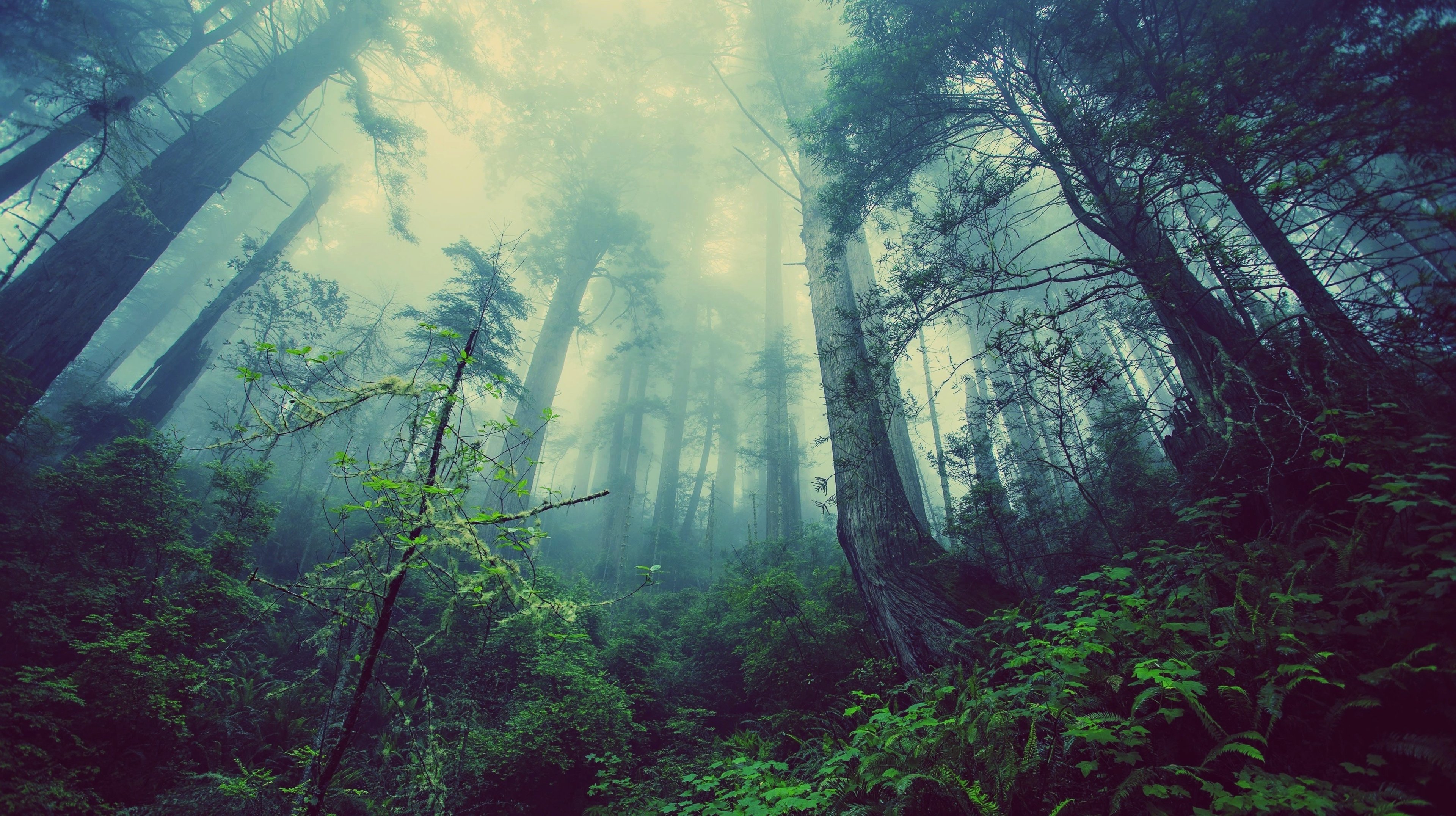Wallpapers fog forest jungle on the desktop