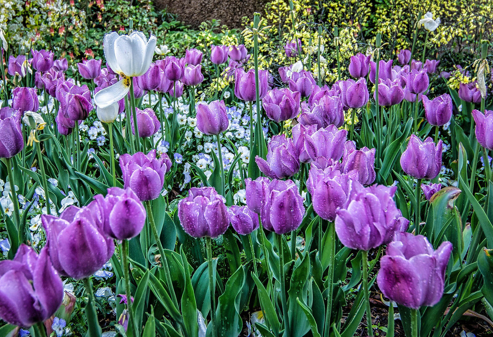 Бесплатное фото Большое поле из тюльпанов