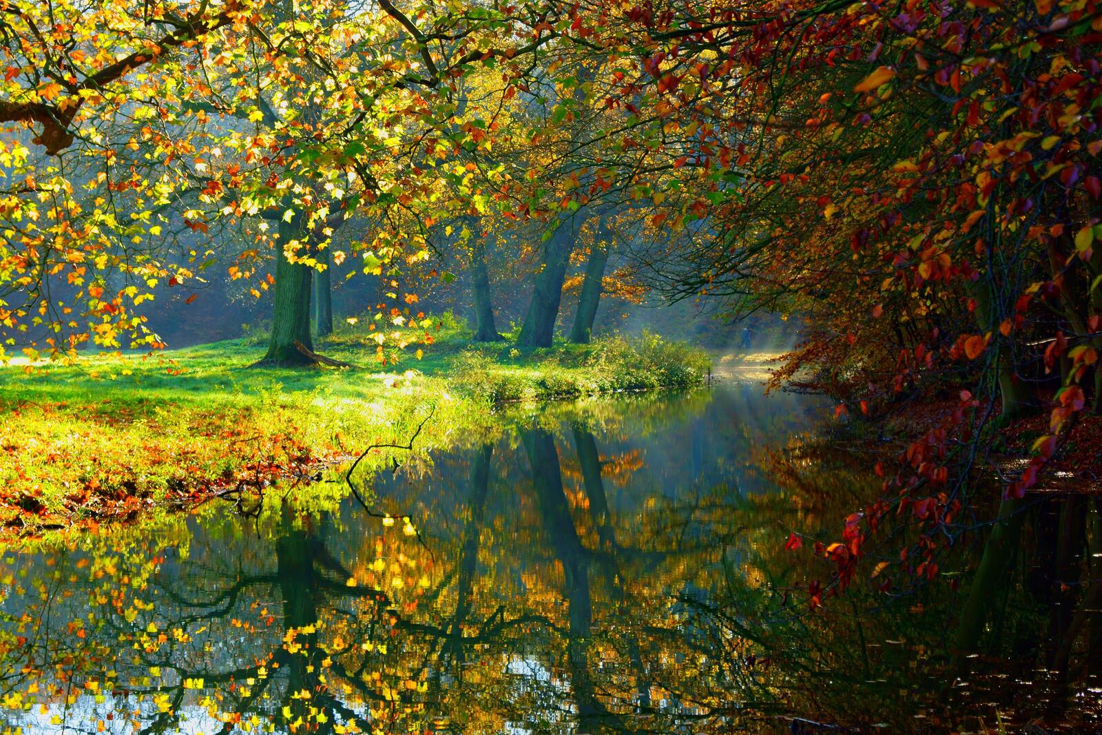 Wallpapers autumn autumn Park forest on the desktop