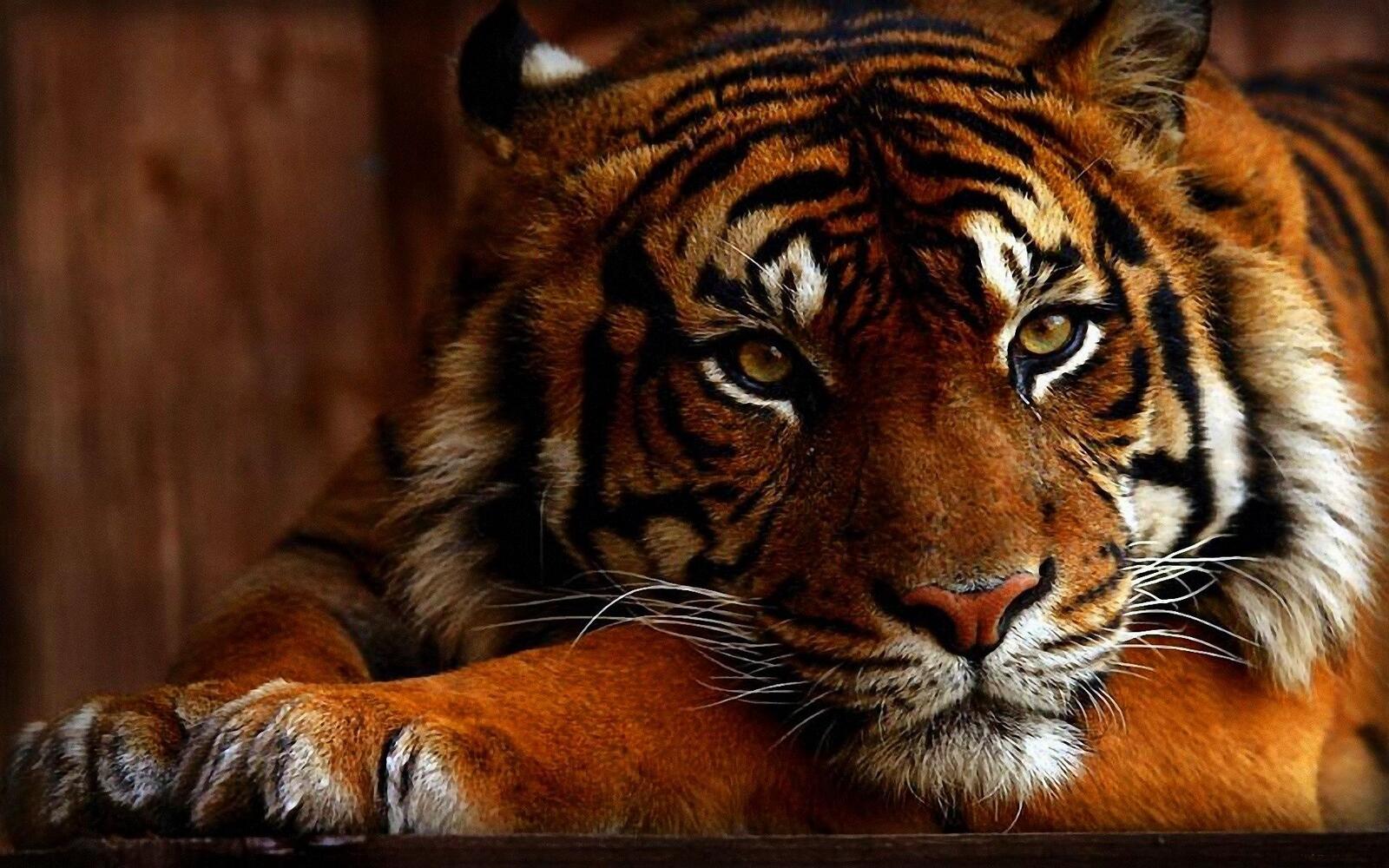Бесплатное фото Угрюмый тигр