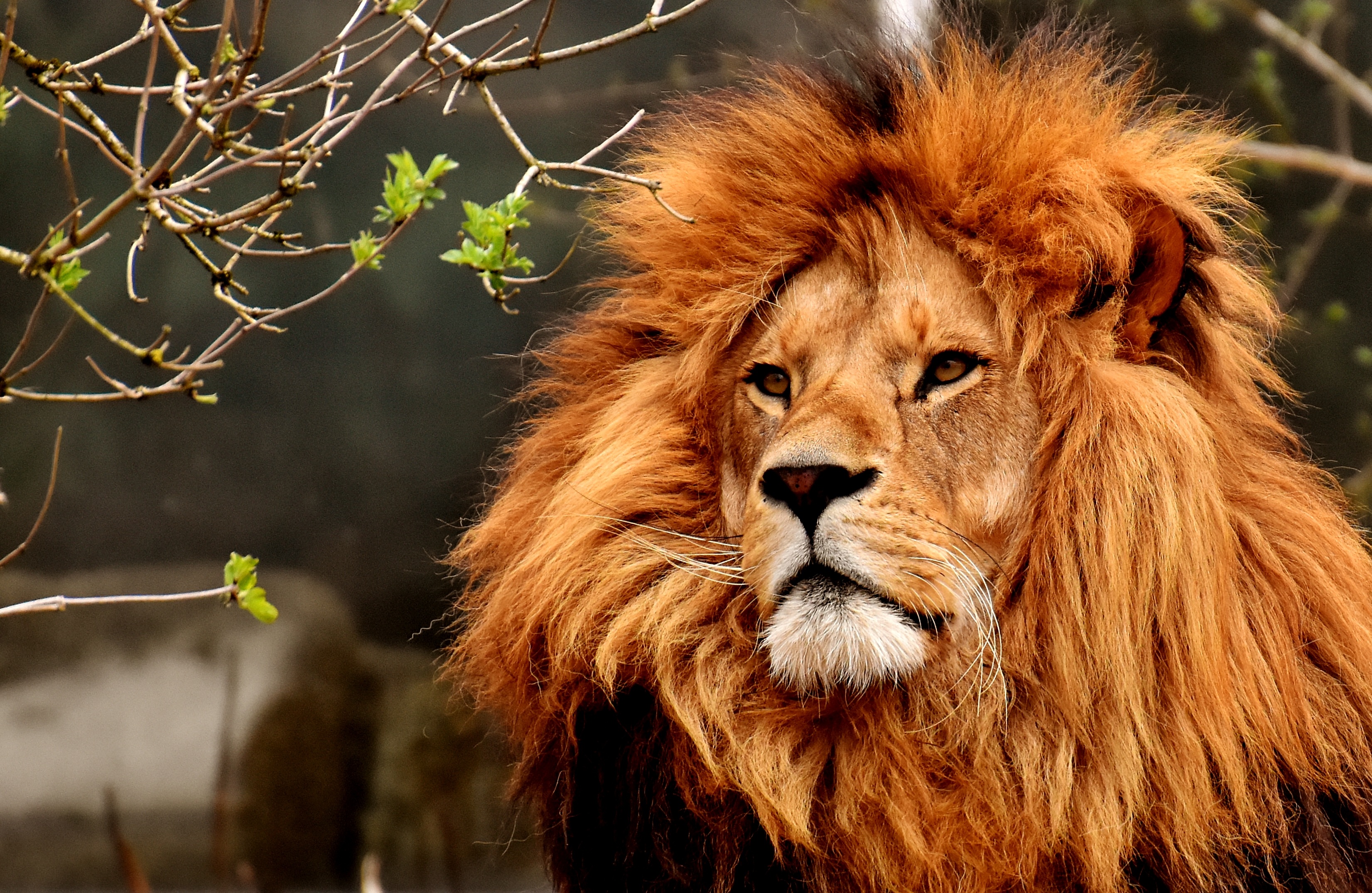 Фото бесплатно лев, хищник, опасно