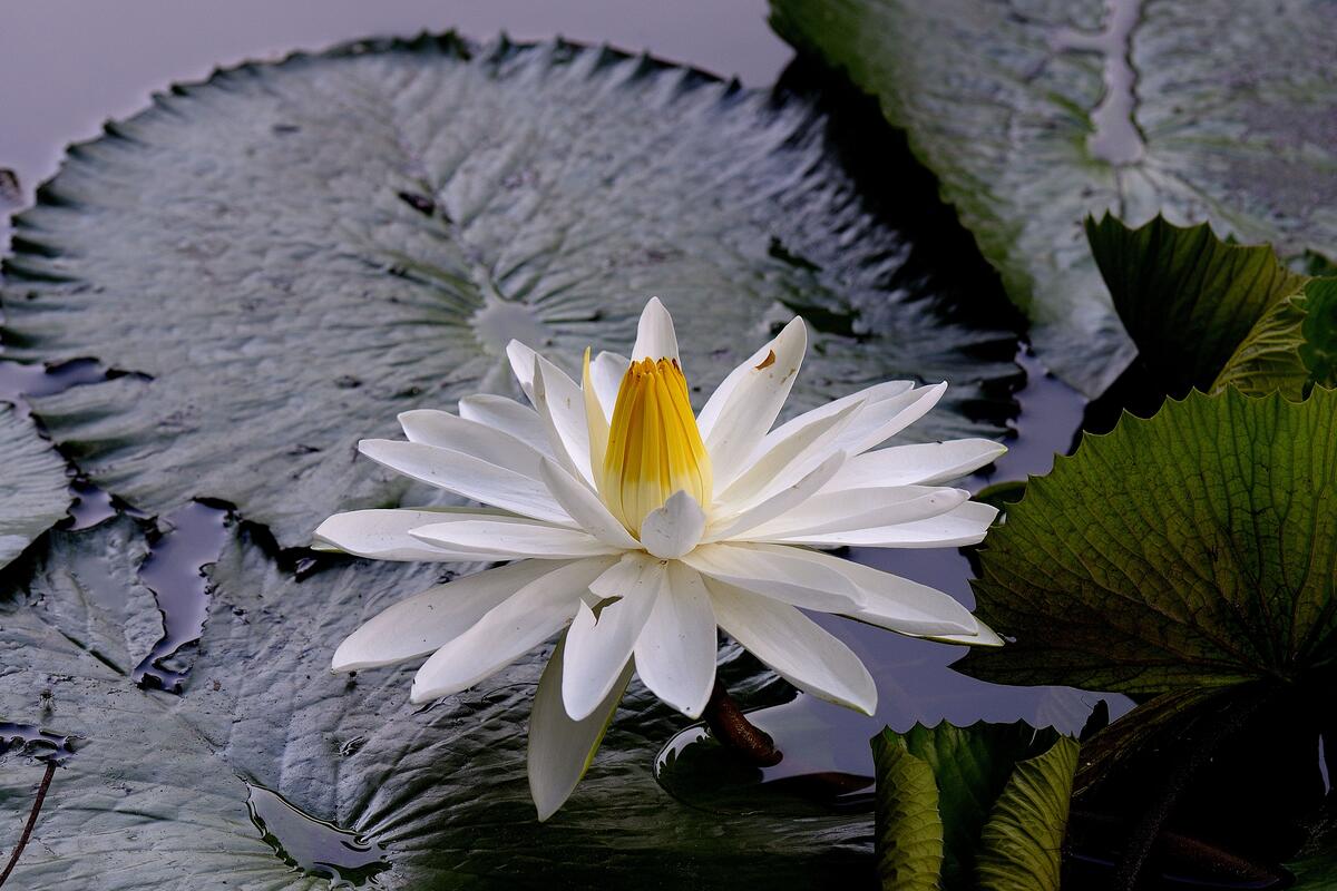White lily pond