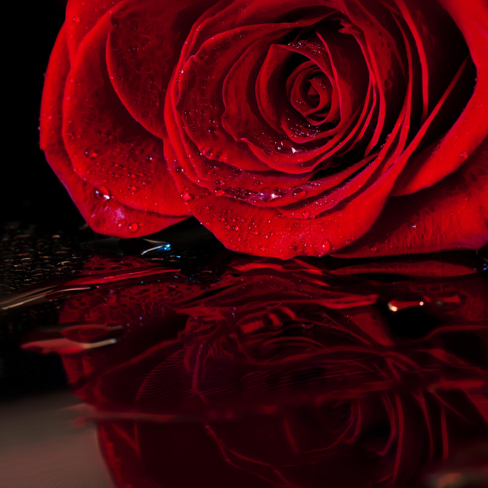 Обои цветущая роза капли дождя одинокая роза на рабочий стол