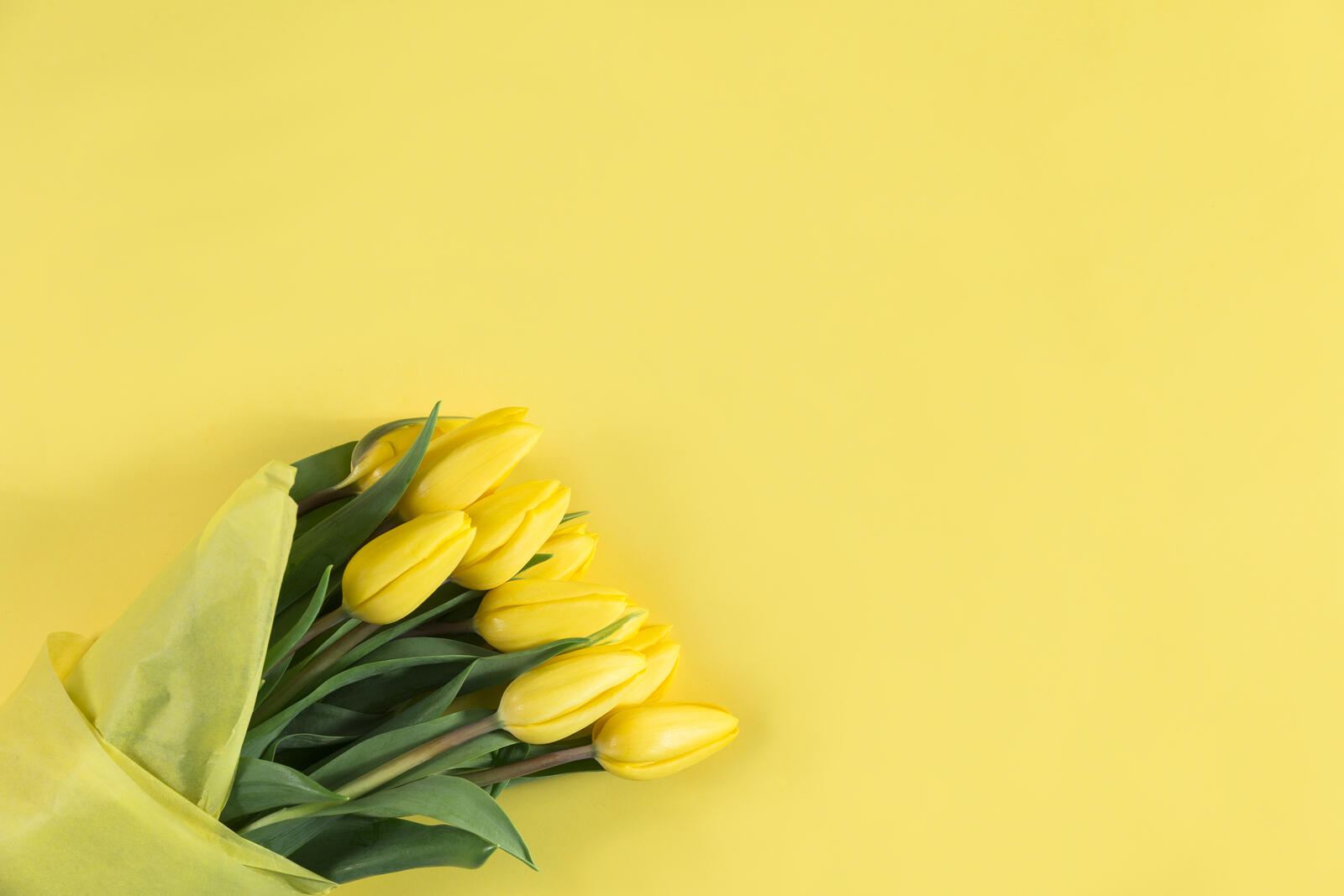 Wallpapers bouquet tulips yellow on the desktop
