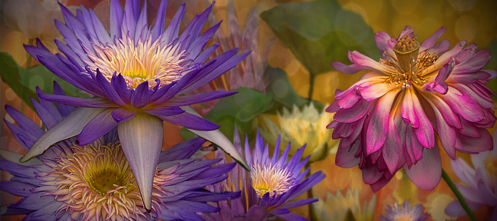 Wallpapers panorama water Lily floral arrangement on the desktop