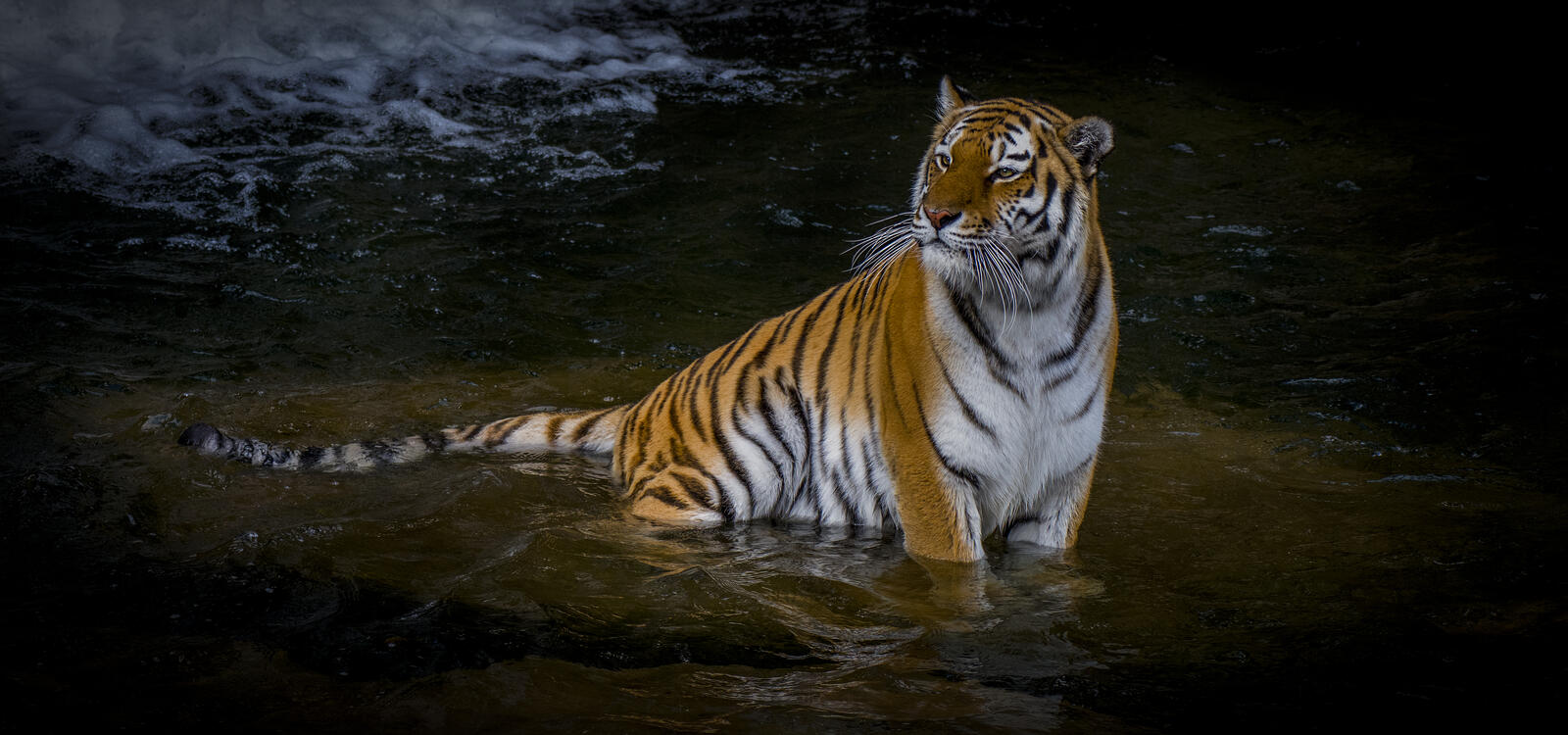 Free photo The Amur tiger and the surrounding world