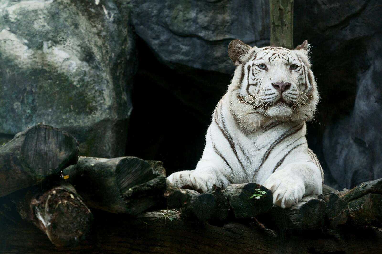 Wallpapers white tiger tiger animals on the desktop