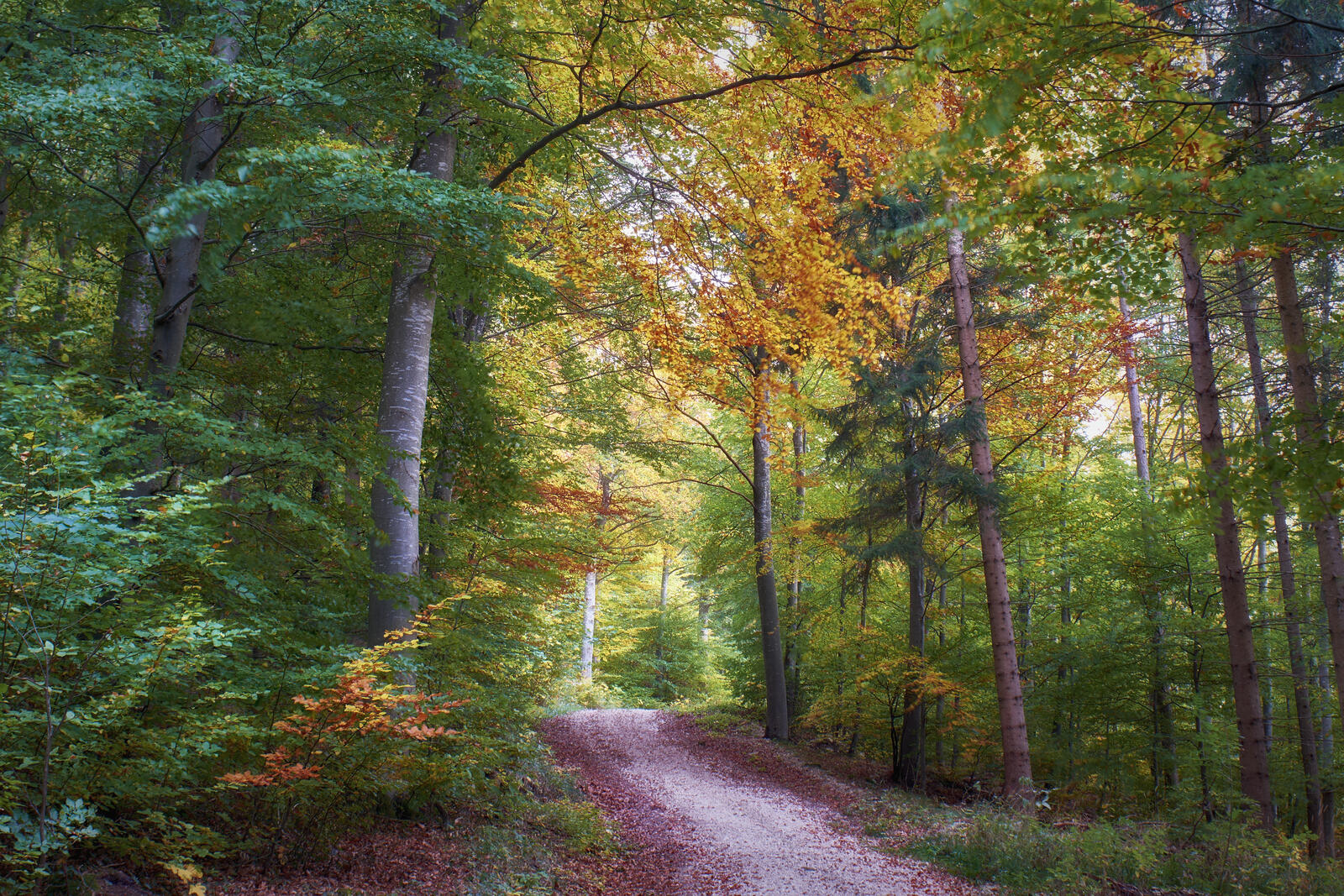 Wallpapers road in the forest landscapes road on the desktop