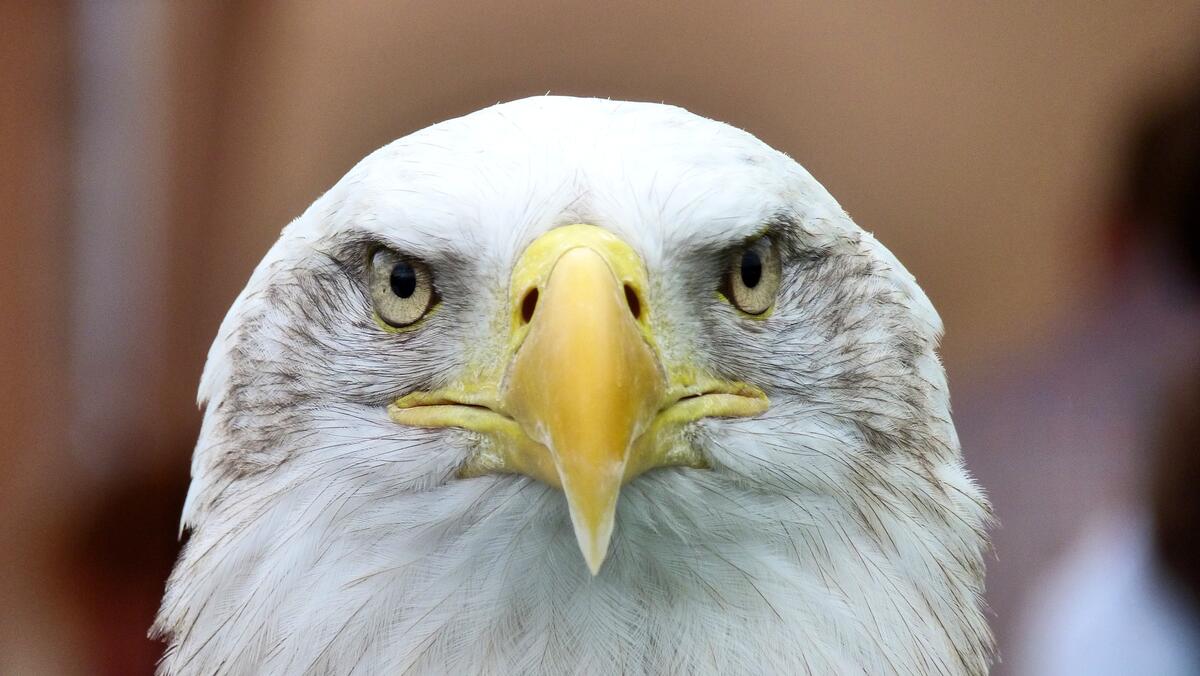 Portrait of a falcon