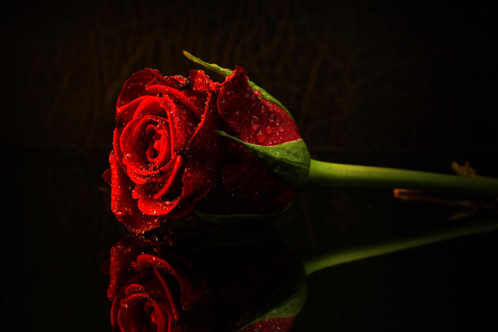 Обои чёрный фон флора розы на рабочий стол